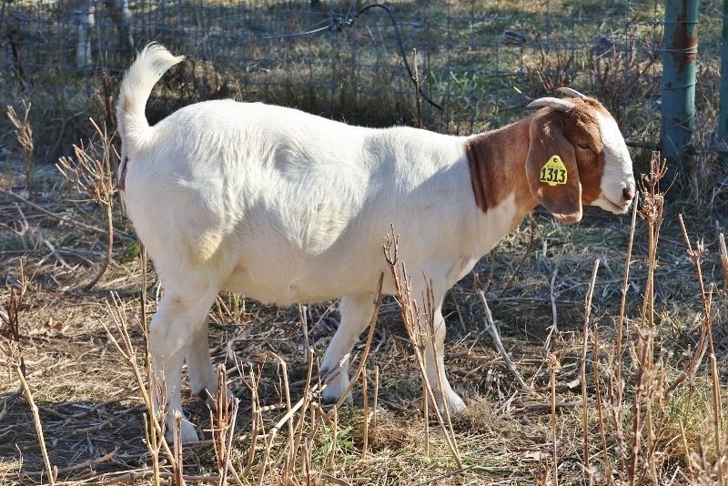 Bear Creek BC P1313 and BC P1315 - Boer Goat Doe