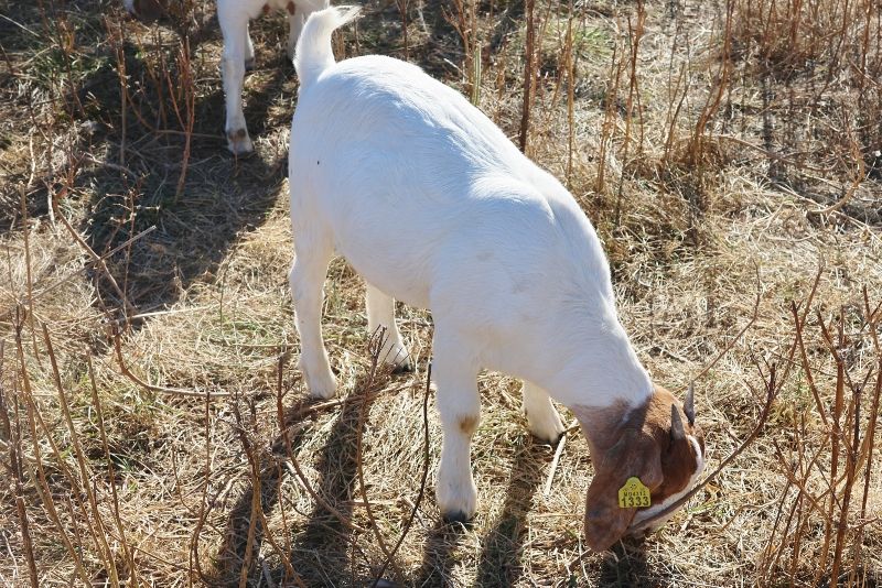 Bear Creek BC M1333 - Boer Goat Doe