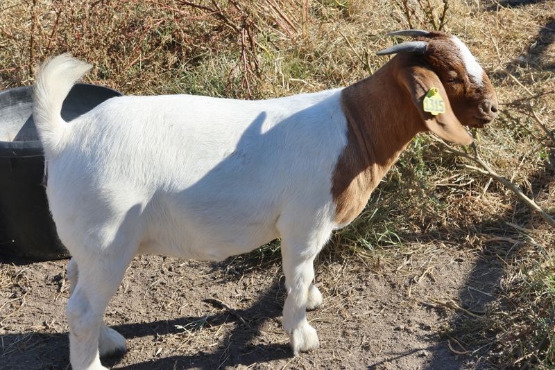 Bear Creek BC P1313 and BC P1315 - Boer Goat Doe