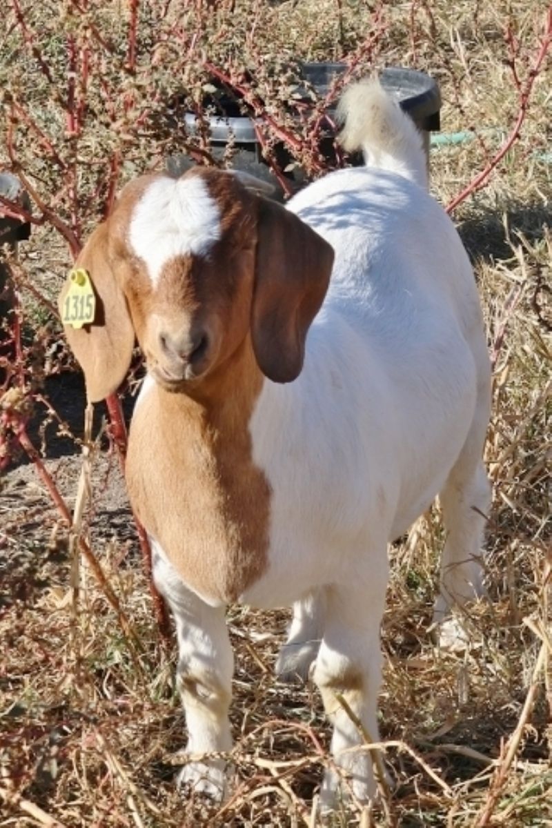 Bear Creek BC P1313 and BC P1315 - Boer Goat Doe