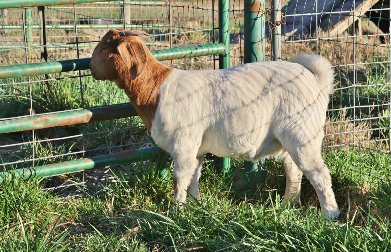 Bear Creek BC P1330 - Boer Goat Doe