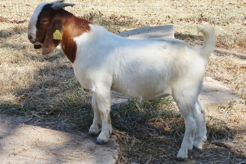 Bear Creek BC P1332 - Boer Goat Buck