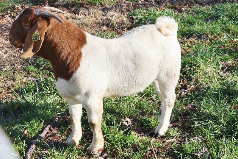 Bear Creek BC P1319 - Boer Goat Buck