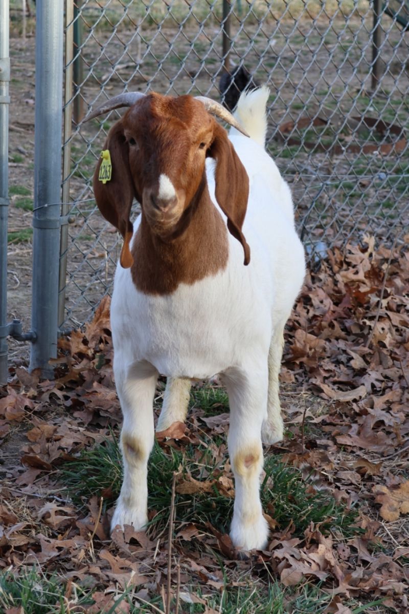 Bear Creek BC N1263 - Boer Goat Doe
