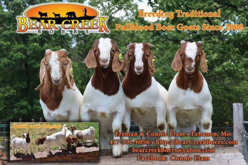 Bear Creek BC  2023 December  AND March - April  2024 Bucks Keep Scrolling to See Individual Records - Boer Goat Buck