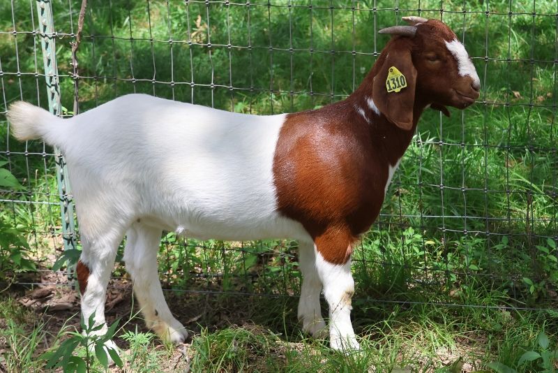 Bear Creek BC N1310 - Boer Goat Doe