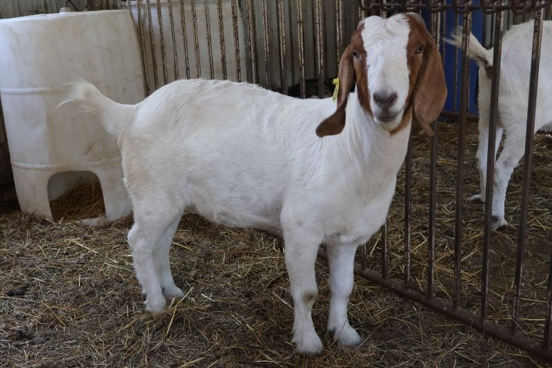 Bear Creek BC M1222 - Boer Goat Doe