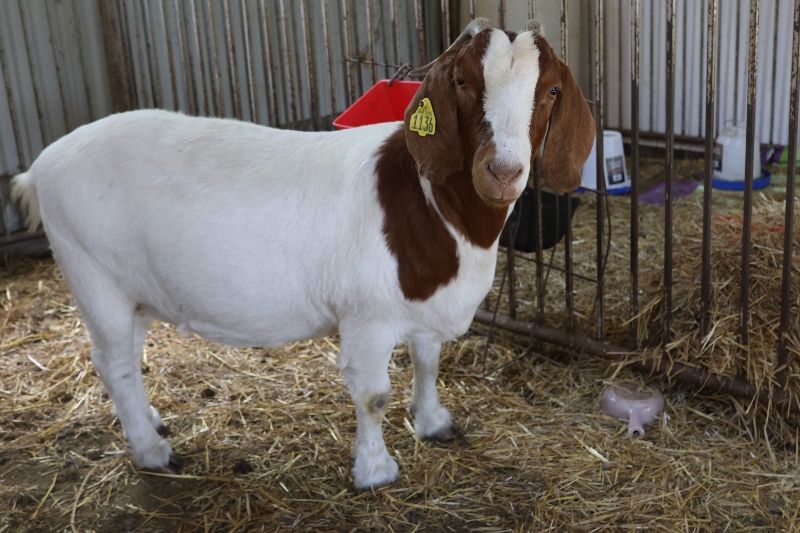 Bear Creek BC J1136 Sheeza Princess - Boer Goat Doe