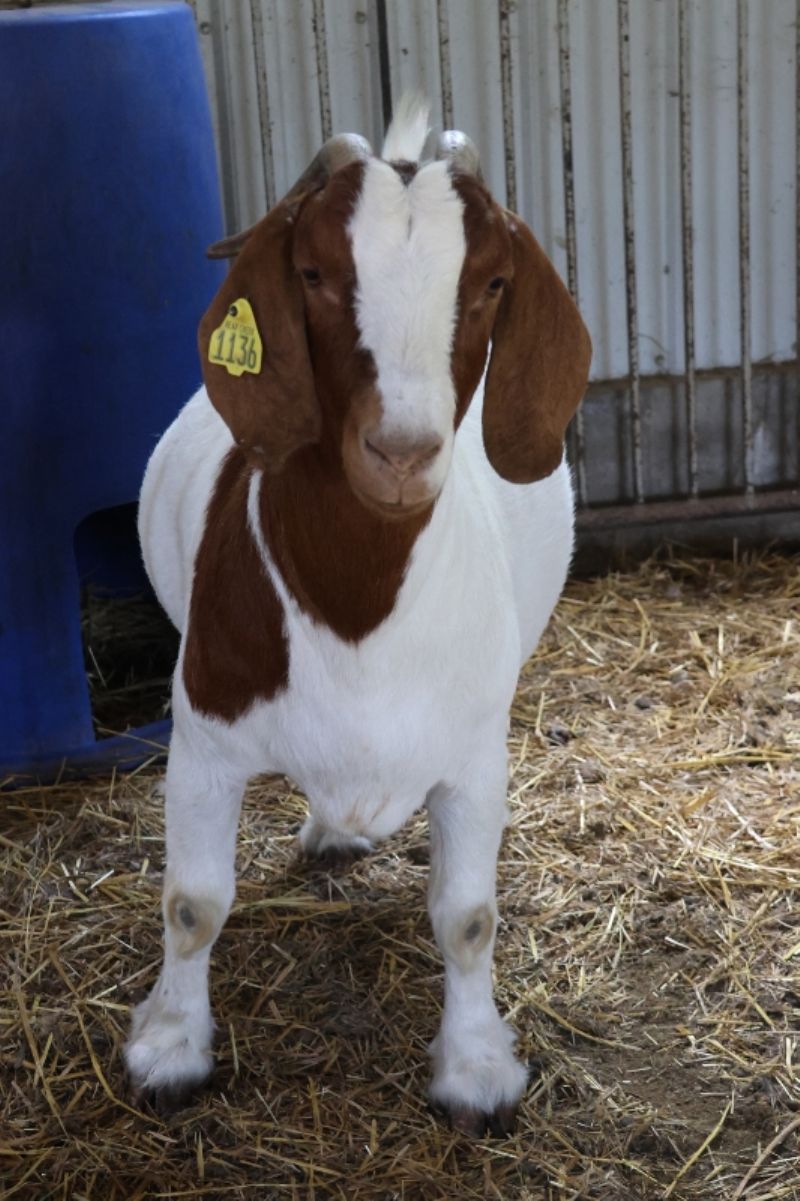 Bear Creek BC J1136 Sheeza Princess - Boer Goat Doe