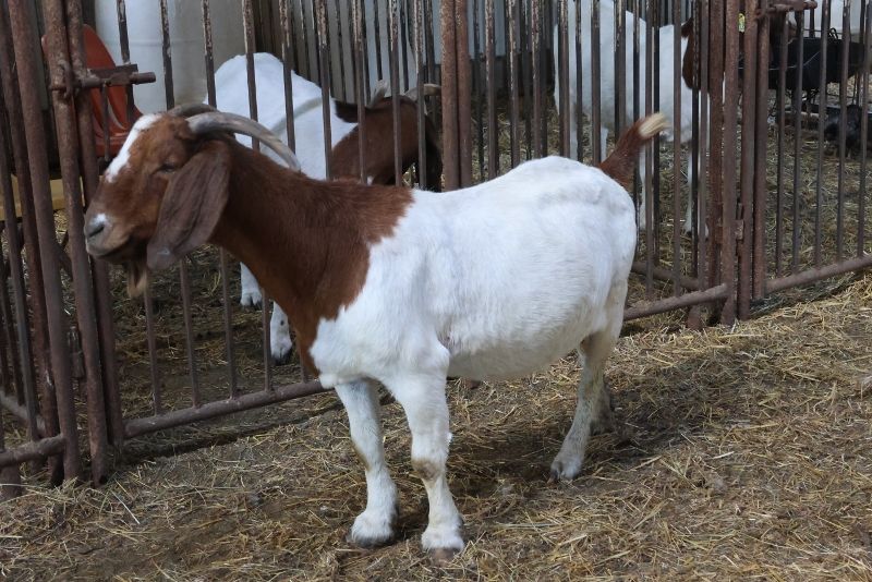 Bear Creek BC D826 Gator's Scarlett - Boer Goat Doe