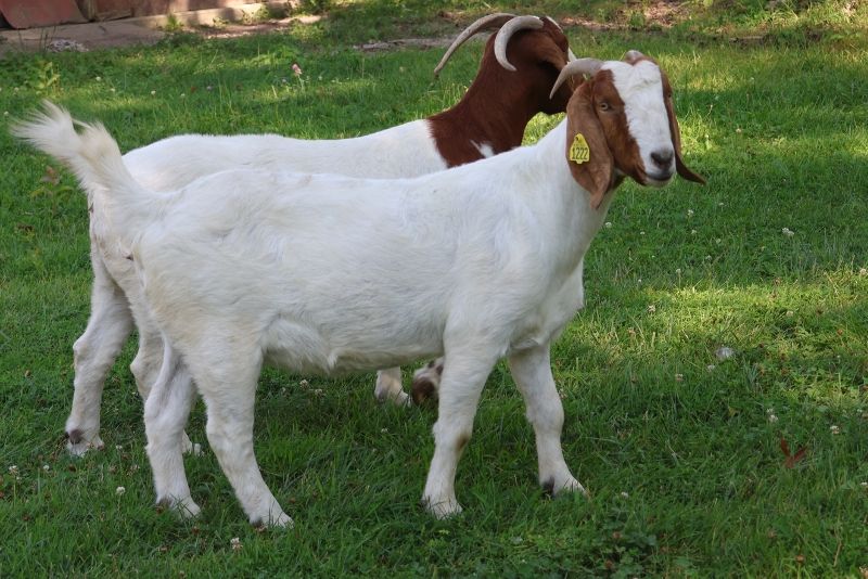 Bear Creek BC M1222 - Boer Goat Doe