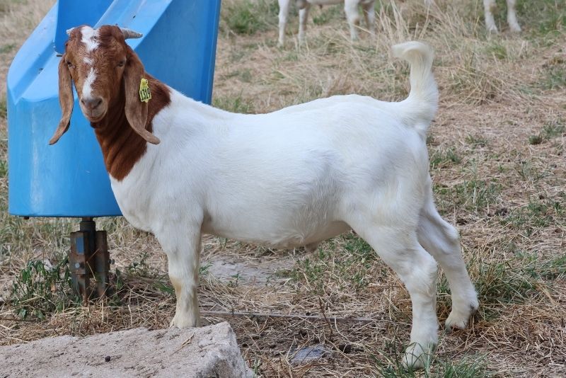 Bear Creek BC P1319 - Boer Goat Buck