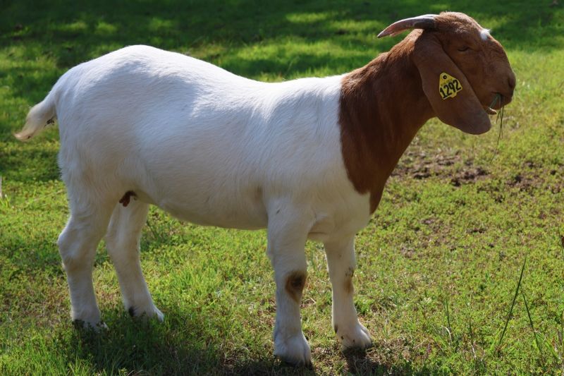 Bear Creek BC N1292 - Boer Goat Doe