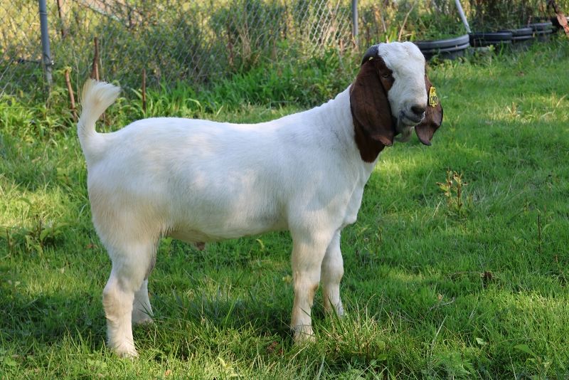 Bear Creek BC N1290 - Boer Goat Buck