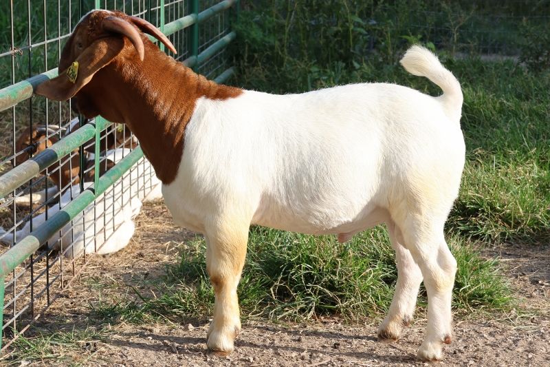 Bear Creek BC N1284 Legend - Boer Goat Buck