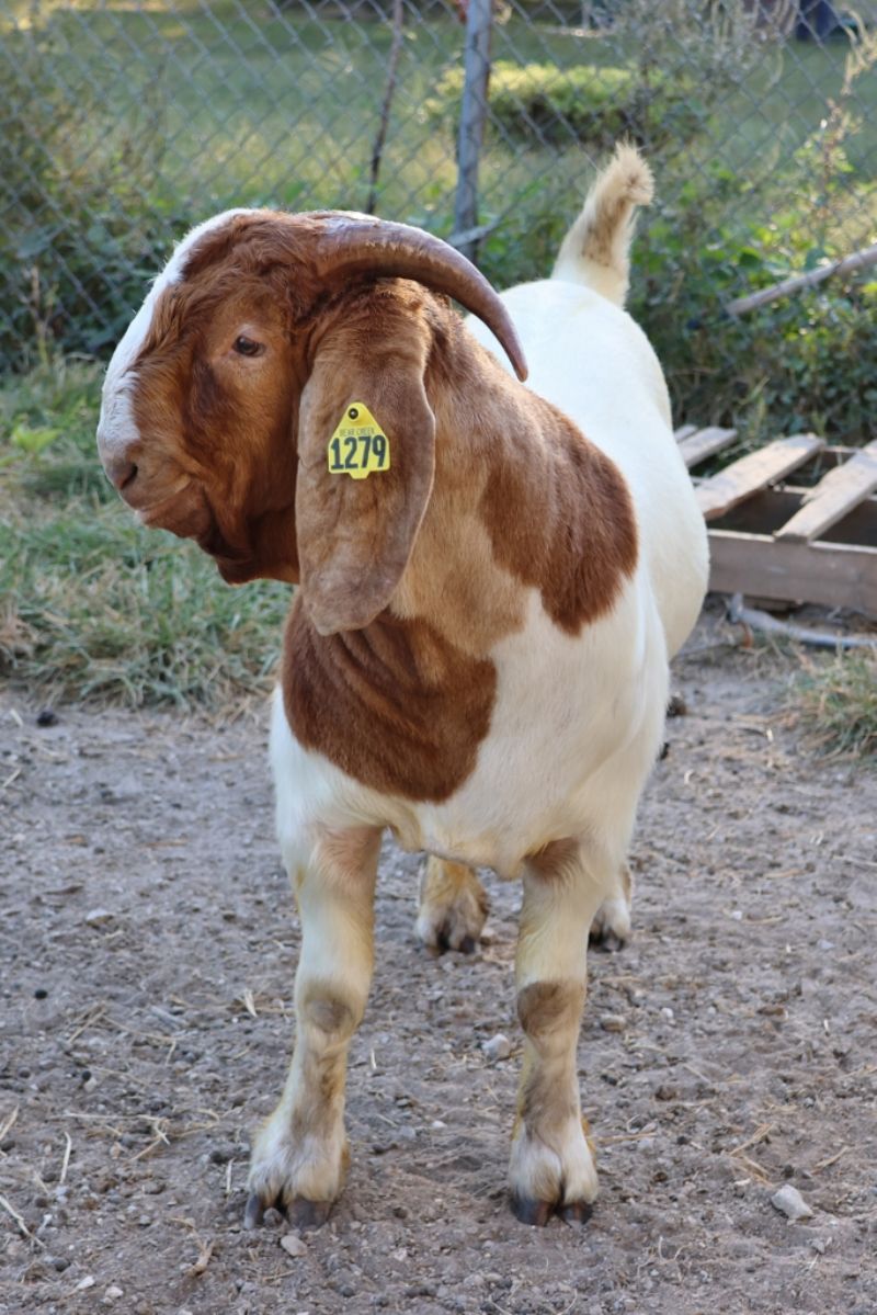 Bear Creek BC N1279 - Boer Goat Buck