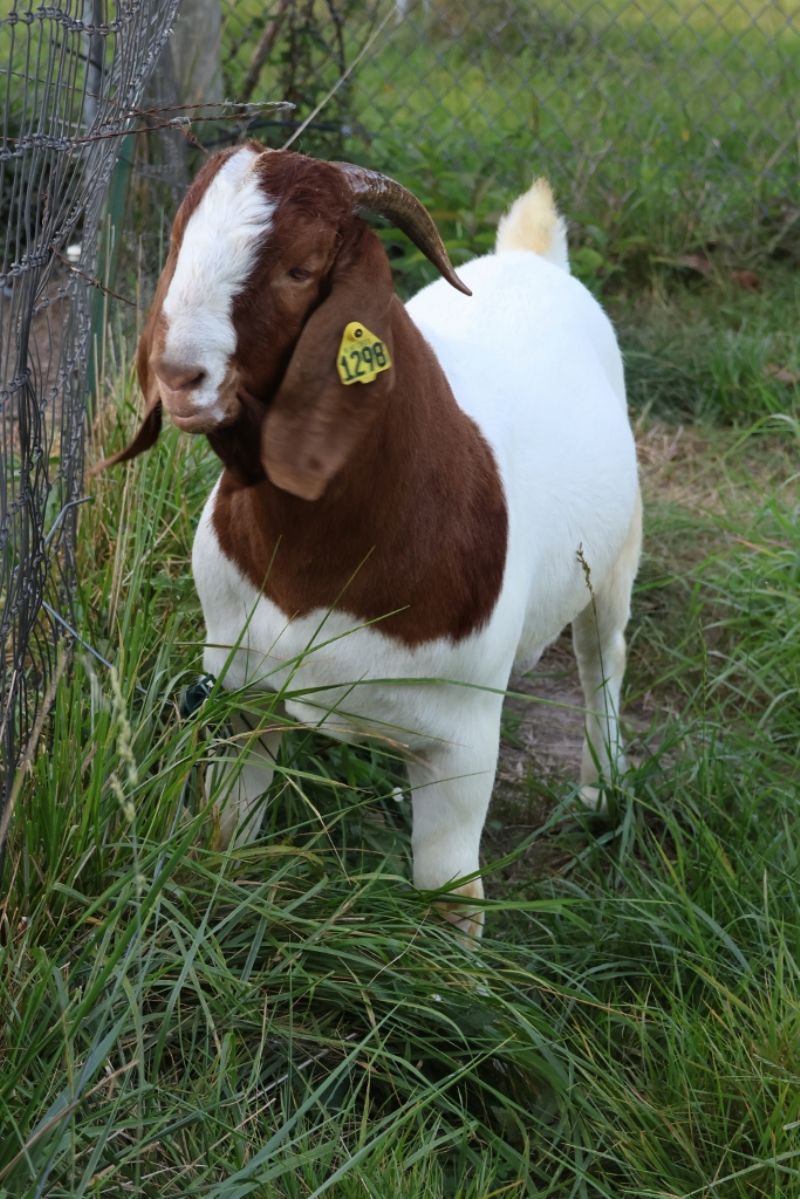 Bear Creek BC N1298 - Boer Goat Buck