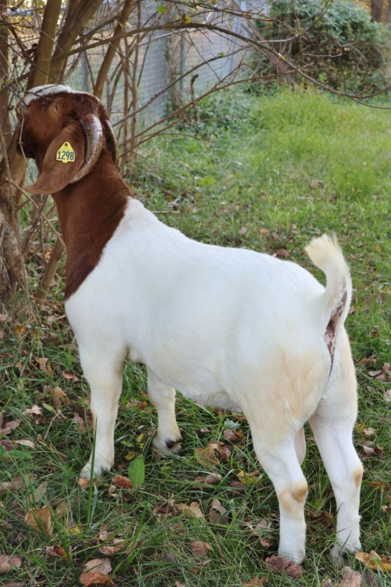 Bear Creek BC N1298 - Boer Goat Buck