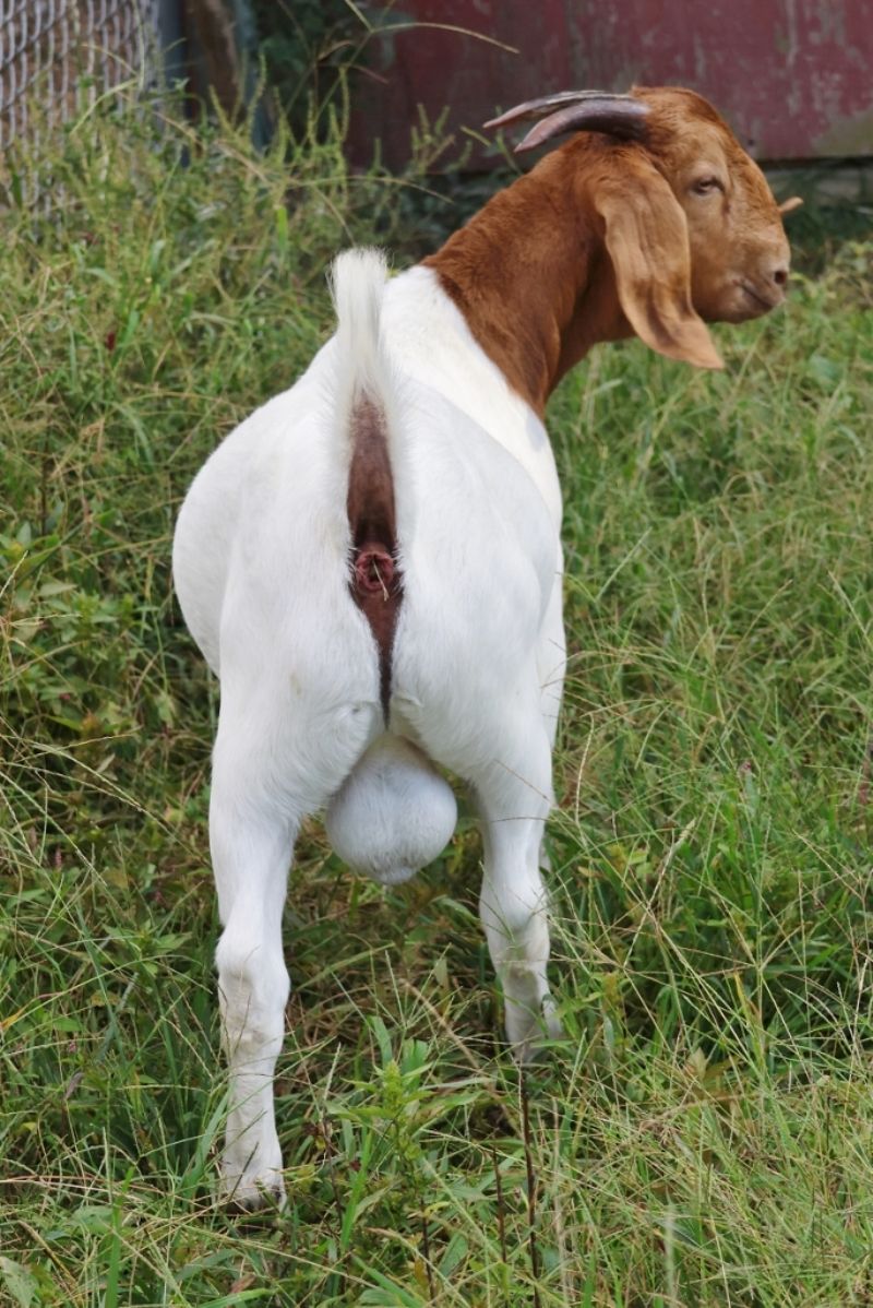 Bear Creek BC P1320 and 1321 - Boer Goat Buck