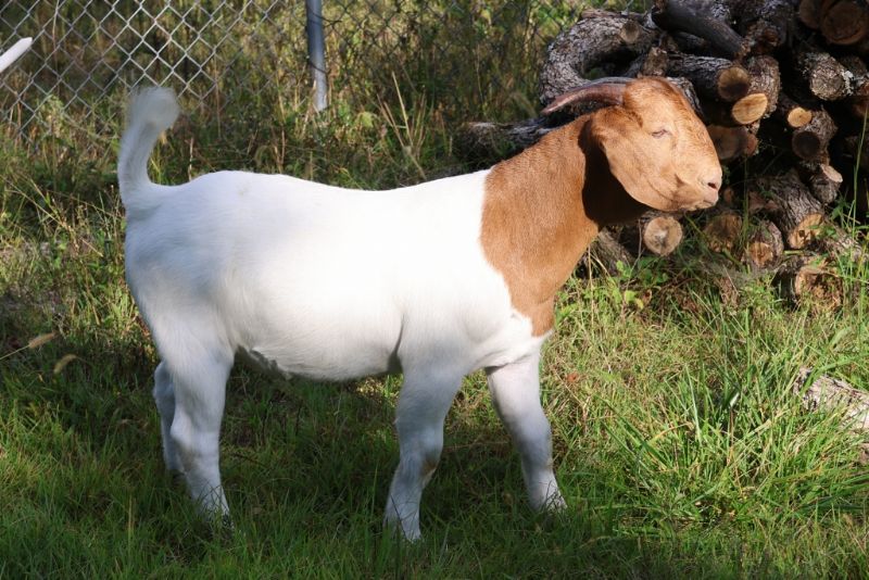 Bear Creek BC P1320 and 1321 - Boer Goat Buck