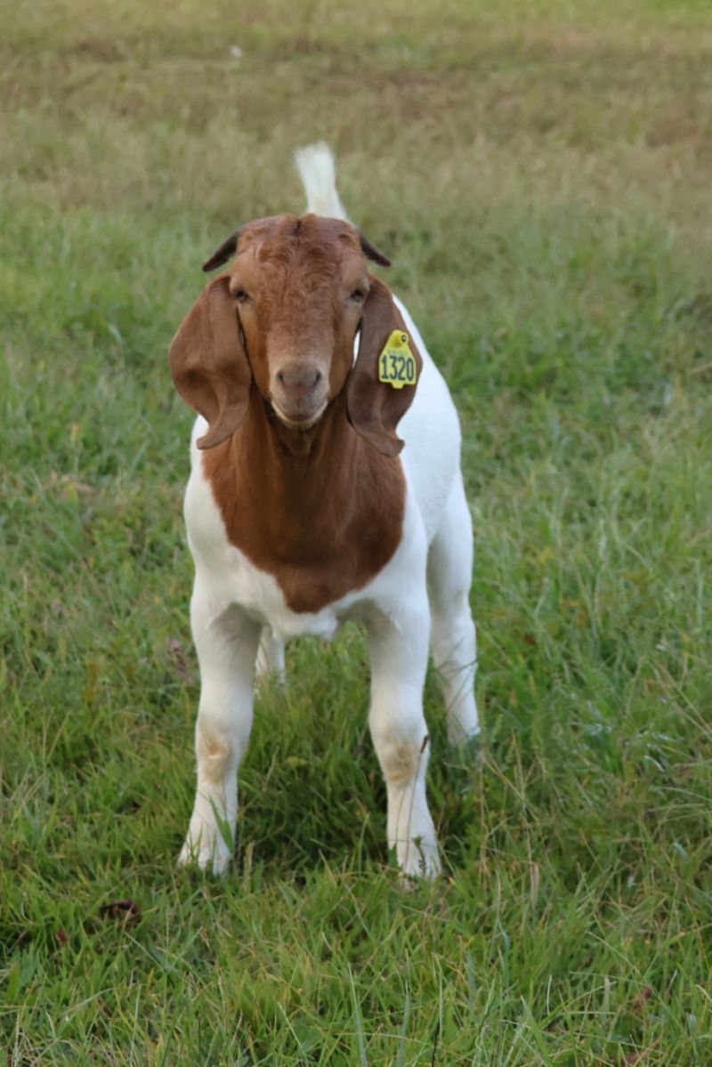 Bear Creek BC P1320 and 1321 - Boer Goat Buck