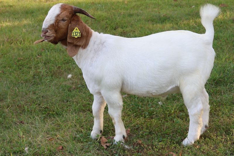 Bear Creek BC P1323 - Boer Goat Buck