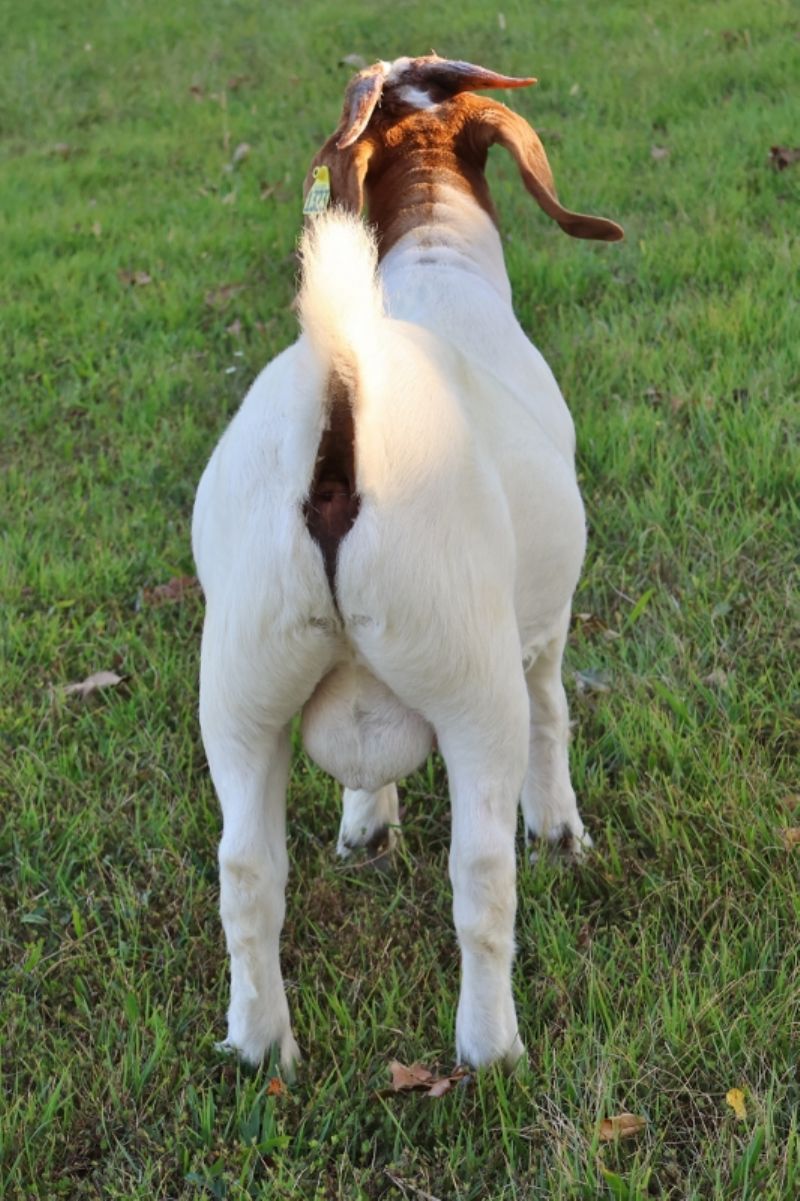 Bear Creek BC P1323 - Boer Goat Buck