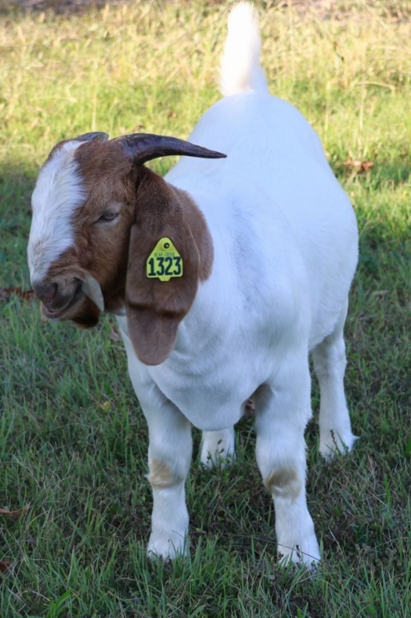 Bear Creek BC P1323 - Boer Goat Buck