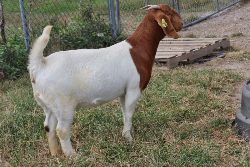 Bear Creek BC N1286 - Boer Goat Doe