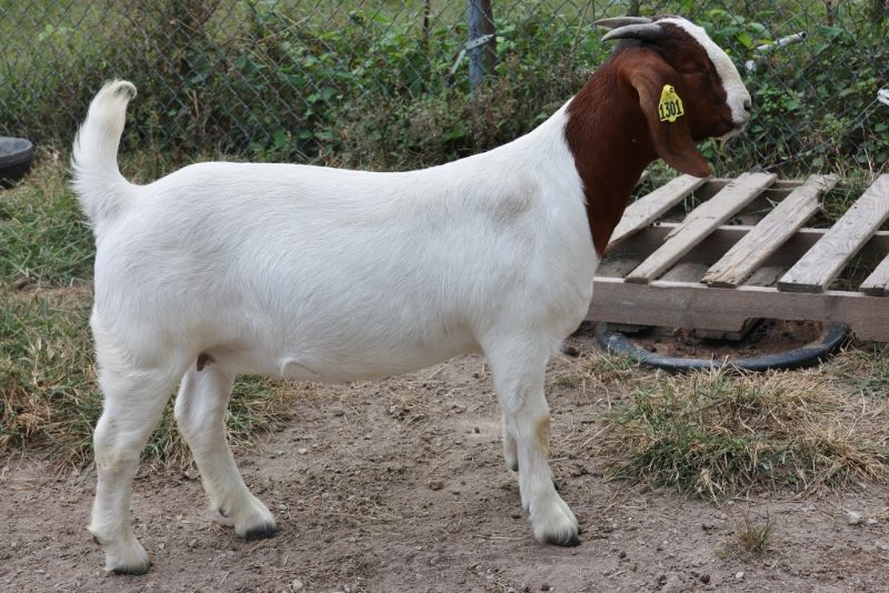 Bear Creek BC N1301 - Boer Goat Doe