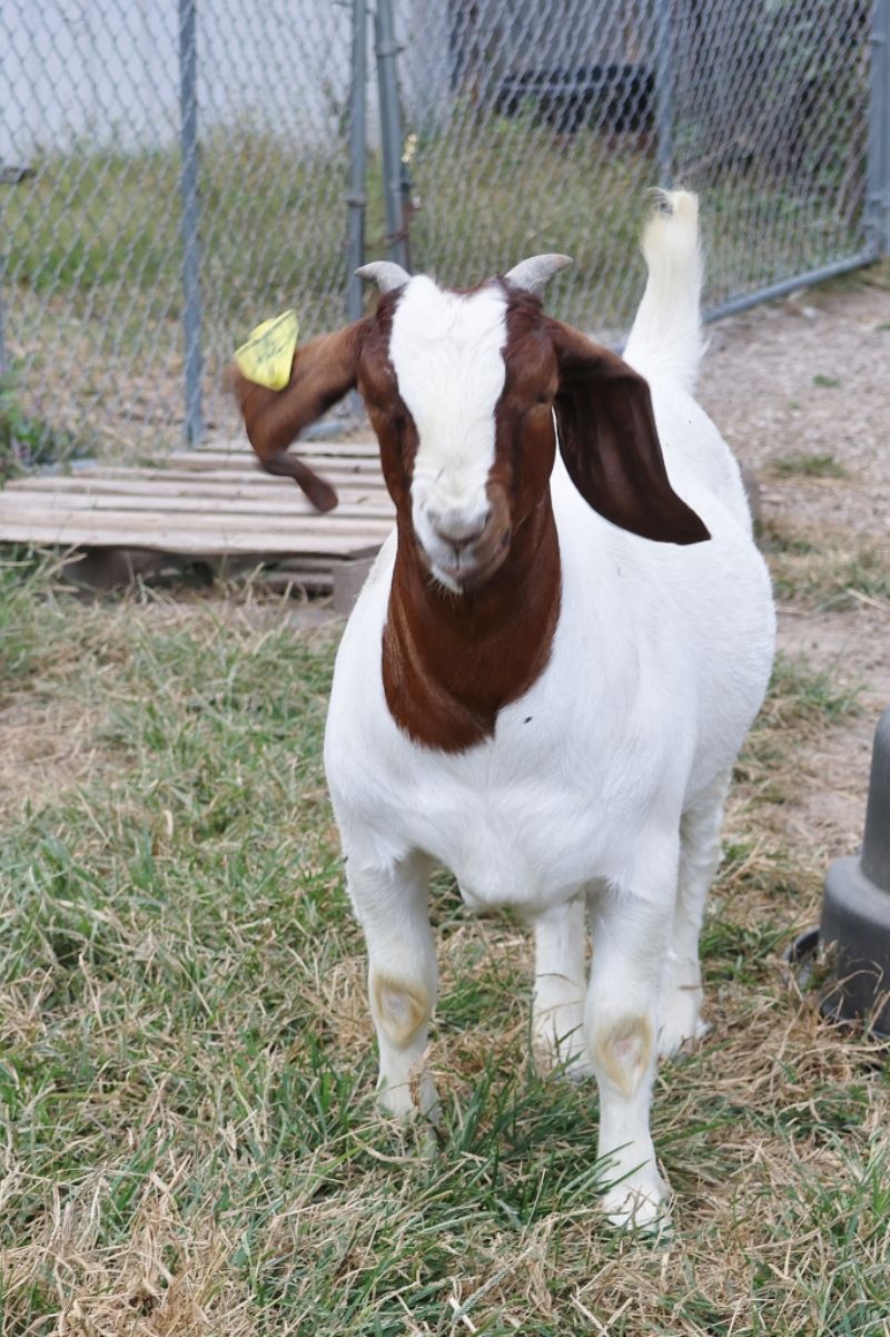 Bear Creek BC N1301 - Boer Goat Doe