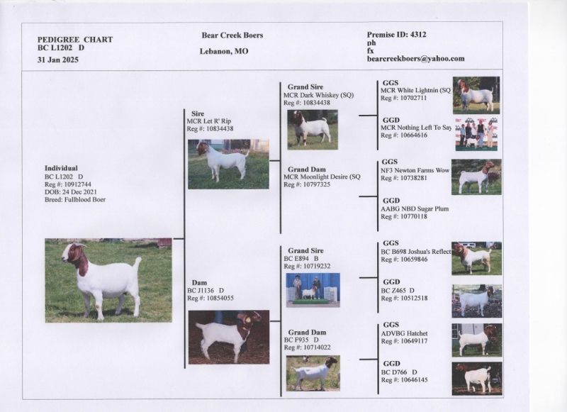 Bear Creek BC L1202 Stardust - Boer Goat Doe