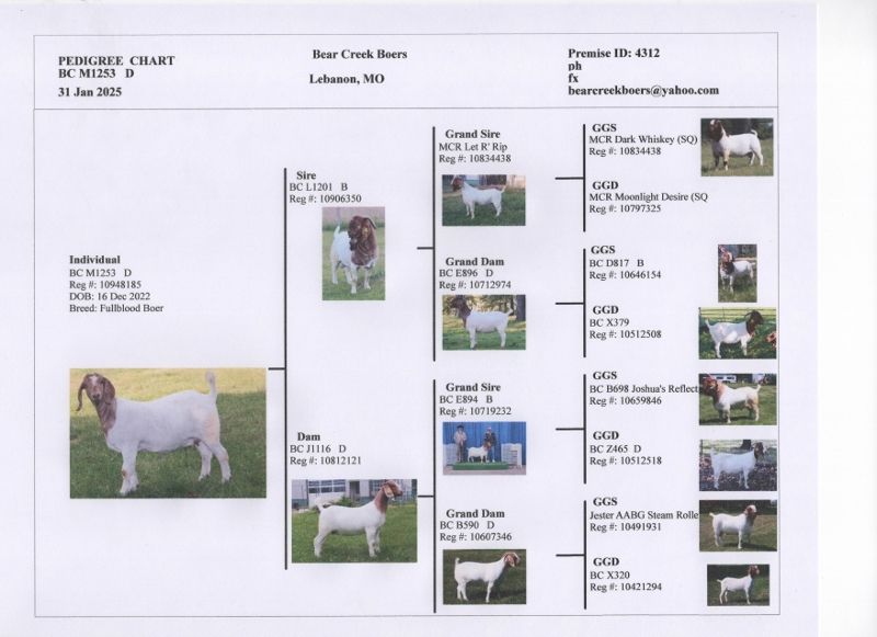 Bear Creek BC M1253 Adeline - Boer Goat Doe