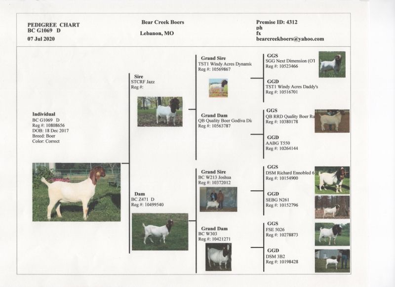 Bear Creek BC G1069 - Boer Goat Doe