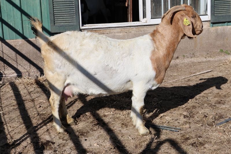 Bear Creek BC M1253 Adeline - Boer Goat Doe