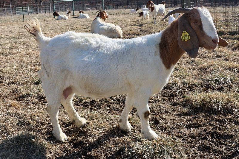 Bear Creek BC N1257 Savannah - Boer Goat Doe