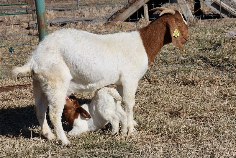 Bear Creek BC M1221 Stealth Angel - Boer Goat Doe