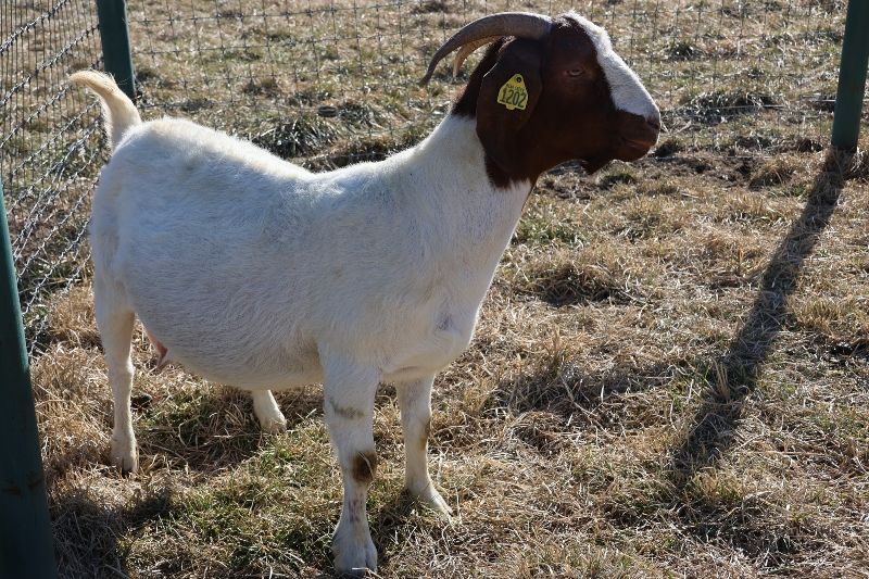 Bear Creek BC L1202 Stardust - Boer Goat Doe