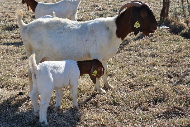 Bear Creek BC G1069 - Boer Goat Doe