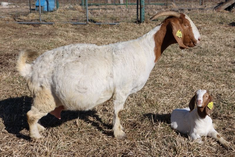 Bear Creek BC L1188 Petunia - Boer Goat Doe