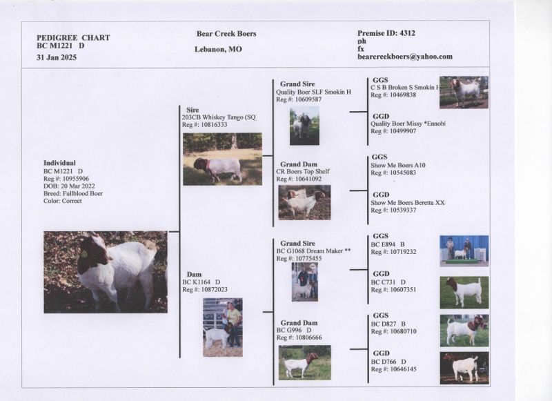 Bear Creek BC M1221 Stealth Angel - Boer Goat Doe