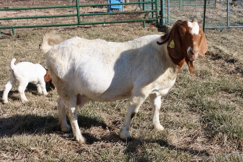 Bear Creek BC H1084 Wild Rose - Boer Goat Doe