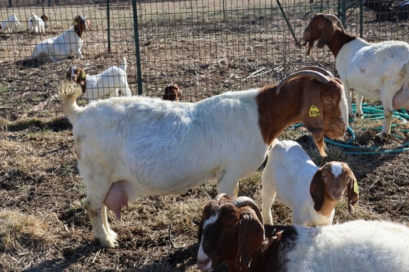 Bear Creek BC J1116 Cheetah's Pride - Boer Goat Doe