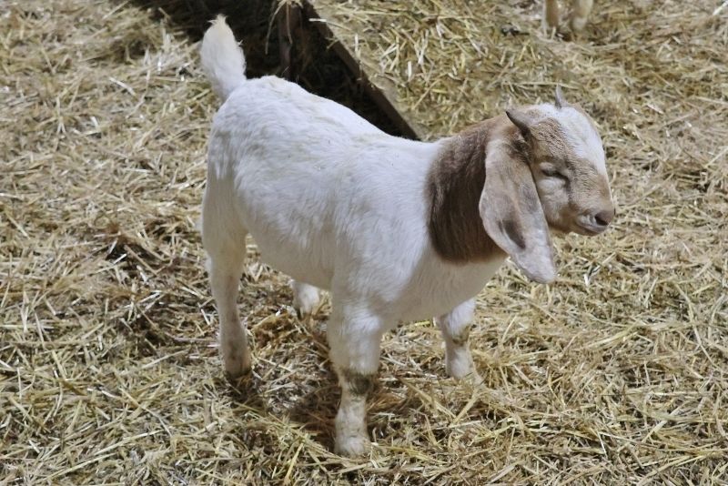 Bear Creek BC P1339 - Boer Goat Buck