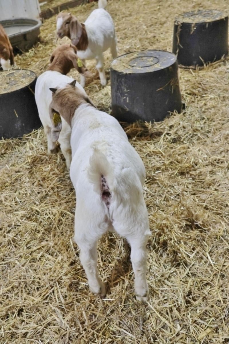 Bear Creek BC P1339 - Boer Goat Buck