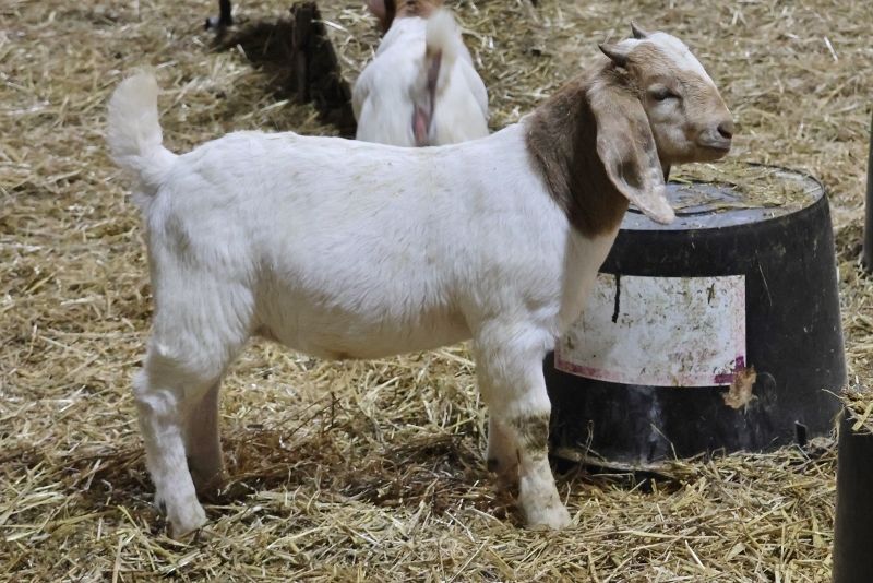 Bear Creek BC P1339 - Boer Goat Buck