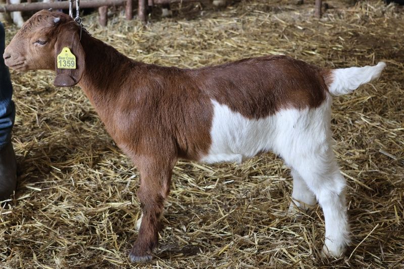 Bear Creek BC R1359 - Boer Goat Buck