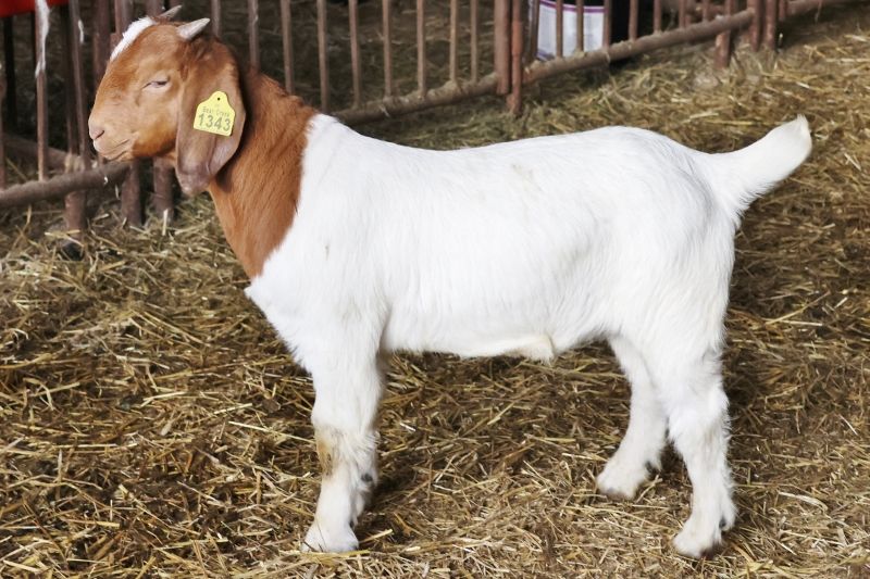 Bear Creek BC P1343 - Boer Goat Wether