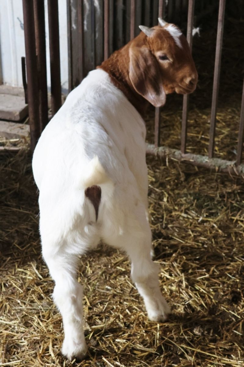 Bear Creek BC P1343 - Boer Goat Wether