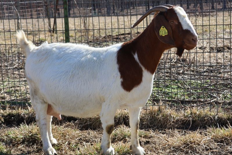 Bear Creek BC J1136 Sheeza Princess - Boer Goat Doe